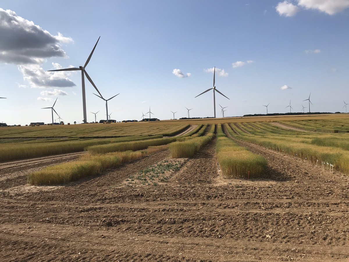 Reynald_Linea's tweet photo. Choix de lignées programme de sélection lin fibre de printemps plus précoce que d habitude. Belles différences de comportements face au stress hydrique... interessant ! #selectionpassion #lin #Ilovelinen #epigenetique https://t.co/1woOIZZ8iB