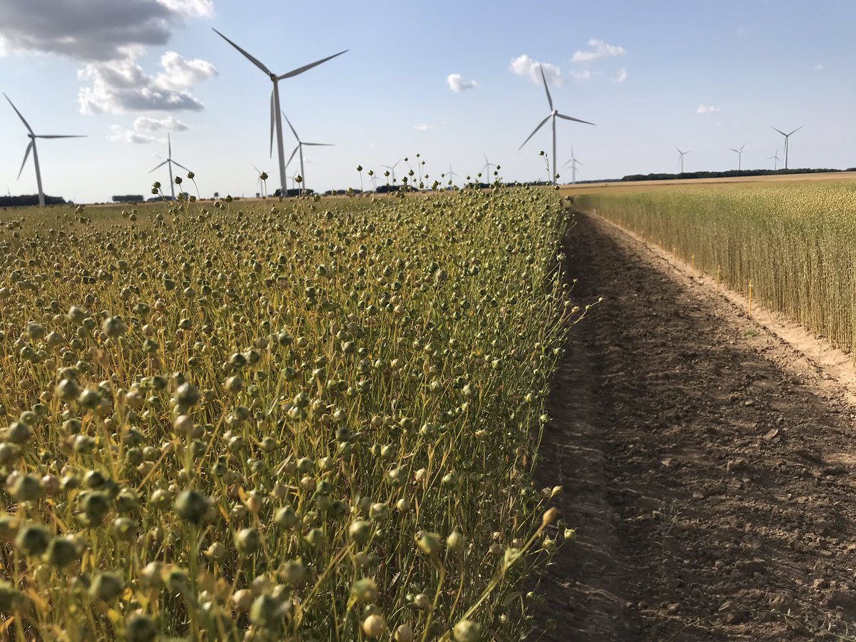 Reynald_Linea's tweet photo. Choix de lignées programme de sélection lin fibre de printemps plus précoce que d habitude. Belles différences de comportements face au stress hydrique... interessant ! #selectionpassion #lin #Ilovelinen #epigenetique https://t.co/1woOIZZ8iB