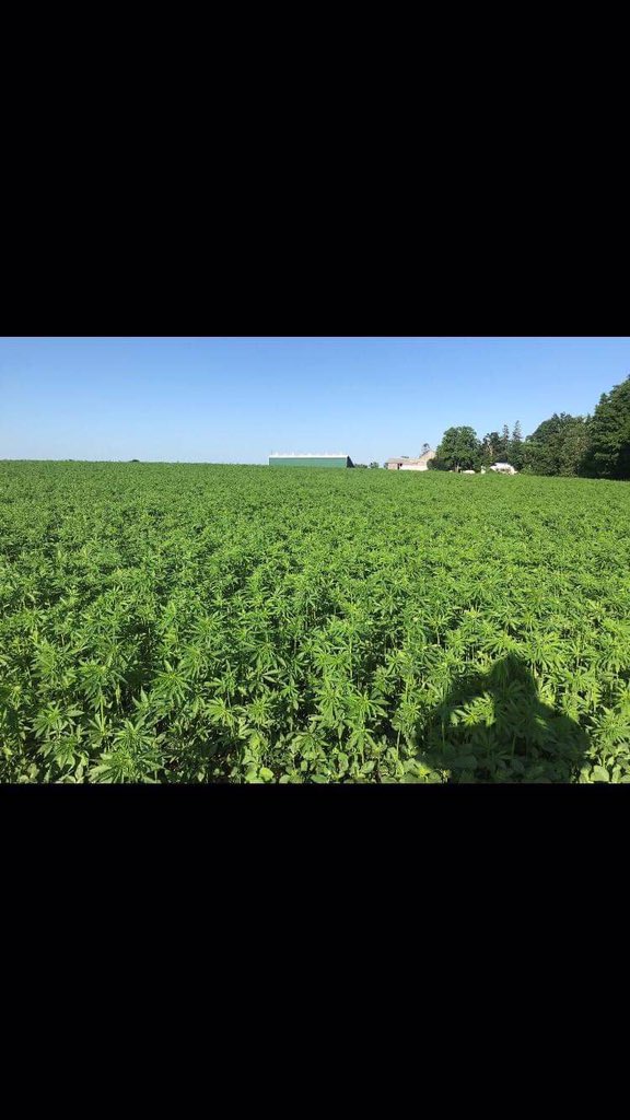 wind4me's tweet photo. @WolfOfWeedST @thomasg_grizzle @LamboJohnny @CamBattley @carlquintanilla When #LordPeltz delivers the #NuclearFlash in #AuroraPartnership , somebody gonna RING a #GlobalBell , I’m just a few days early https://t.co/7F8fpMH2T9