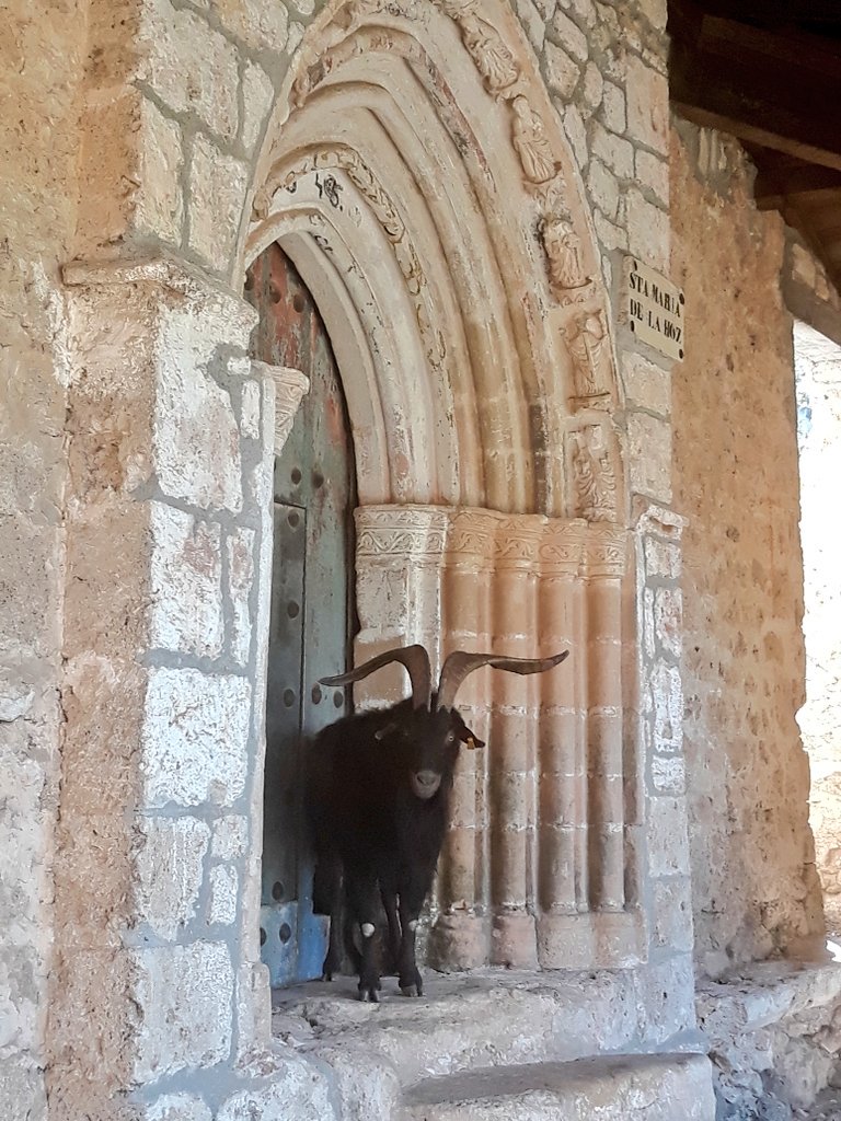 FsaCat's tweet photo. @robertlocker4 Last one on the subject of spanish churches and goats https://t.co/gXApG7Rgqq