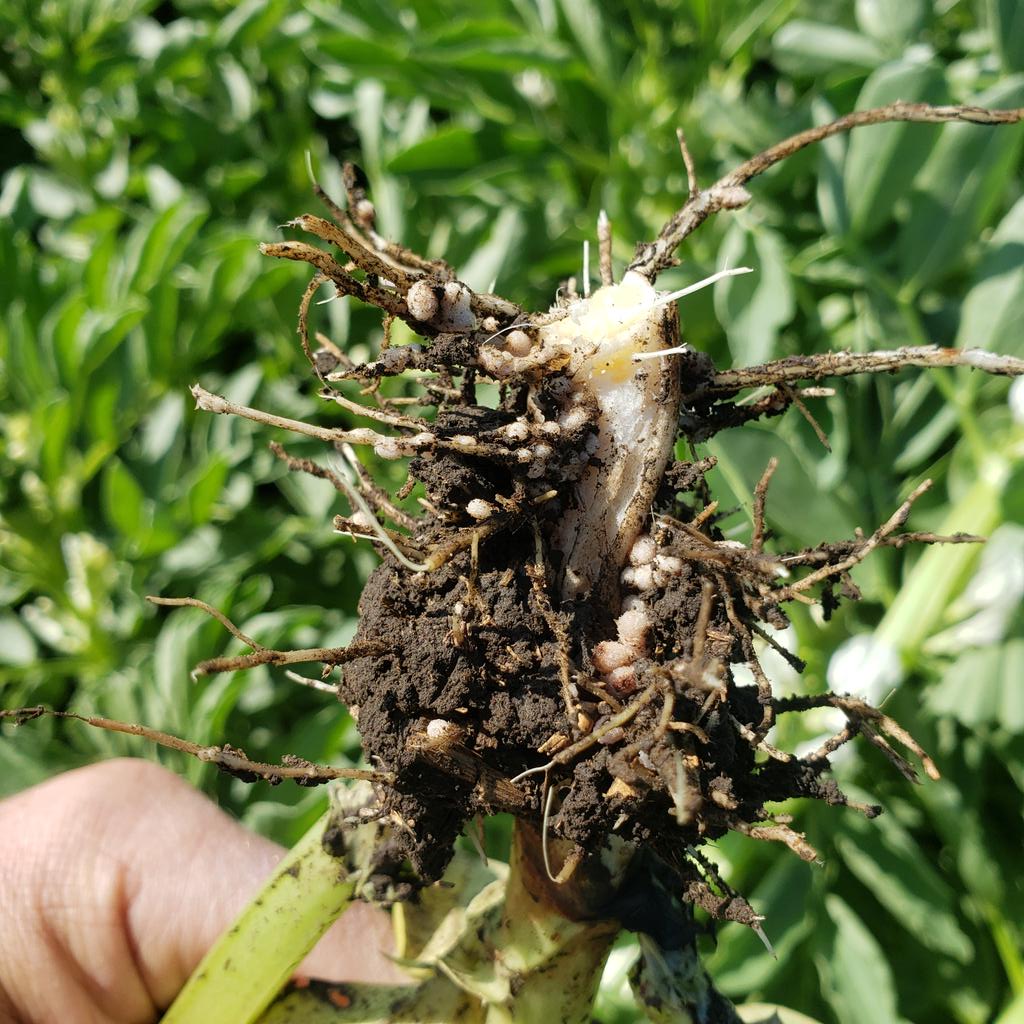 cropchaser01's tweet photo. Fabas nodulation is looking really good. https://t.co/STd384Wcjo