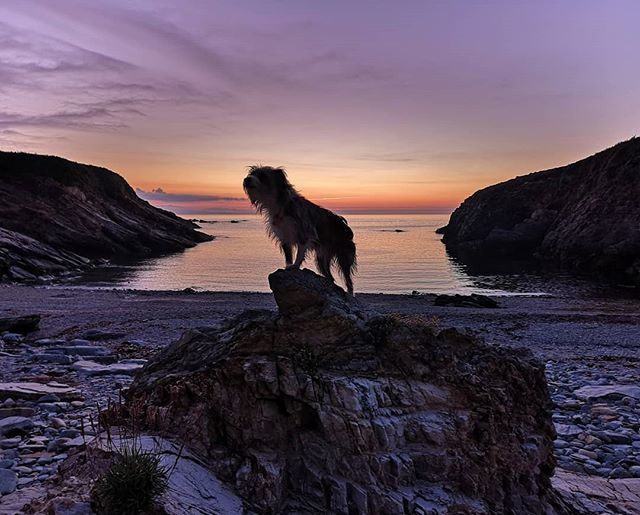 sergibasoli's tweet photo. Nirvana & cantabric sunset
.
.
.
.
.
.
.
.
#sailordog
#dogsofinstagram
#sunset
#hiddenbeach
#rei1440project
#outigo
#outdoors
#cantabrico
#galiciamola
#galicia_enamora
#galiciamaxica
#adventure
#romantic https://t.co/2e3ljLYxAF