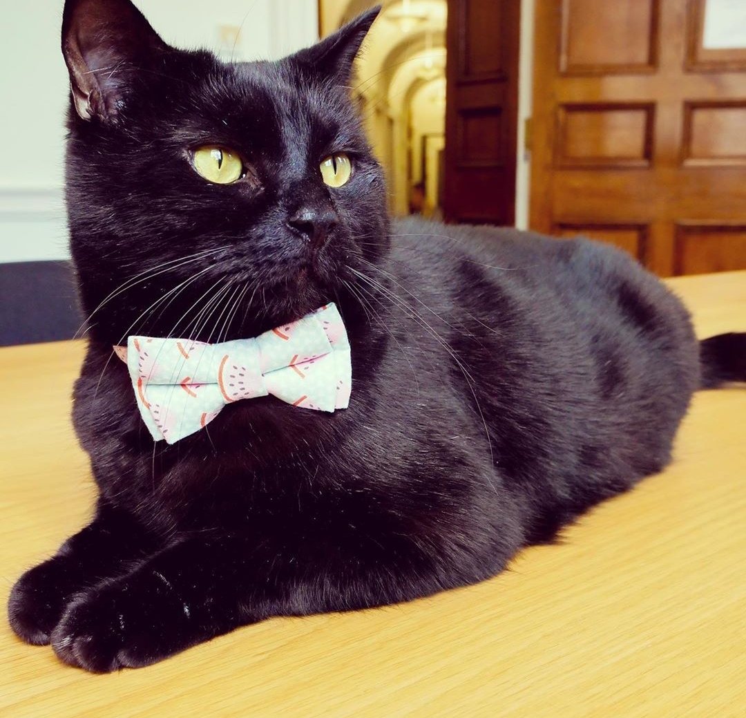 Treasuring cat