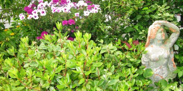 panoramanow's tweet photo. #Whiting's #GardenWalk is This Sat 1-4pm July 13th - PanoramaNOW Entertainment News #sacredplant #savethebees #conservation #makeadifference #environment #saveenvironment #environmentyou #gardening https://t.co/6KSiBWQCoG https://t.co/8aIxxovNGE