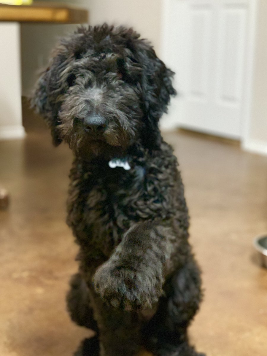 LandonStreich's tweet photo. Man I named my dog after Russell Westbrook...this one hit different😢 thank you Brodie for everything https://t.co/NMX0WaJB4x