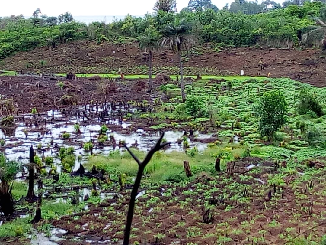 alhassan_001's tweet photo. #SierraLeone has all it takes to achieving food security for its people. The fertile land and human resources are available, we only need the political will.  #FoRUT is supporting farmer based organizations in Moyamba, PortLoko and #WesternAreaRuralDistrict with rice seeds. https://t.co/MmU8dAffdk