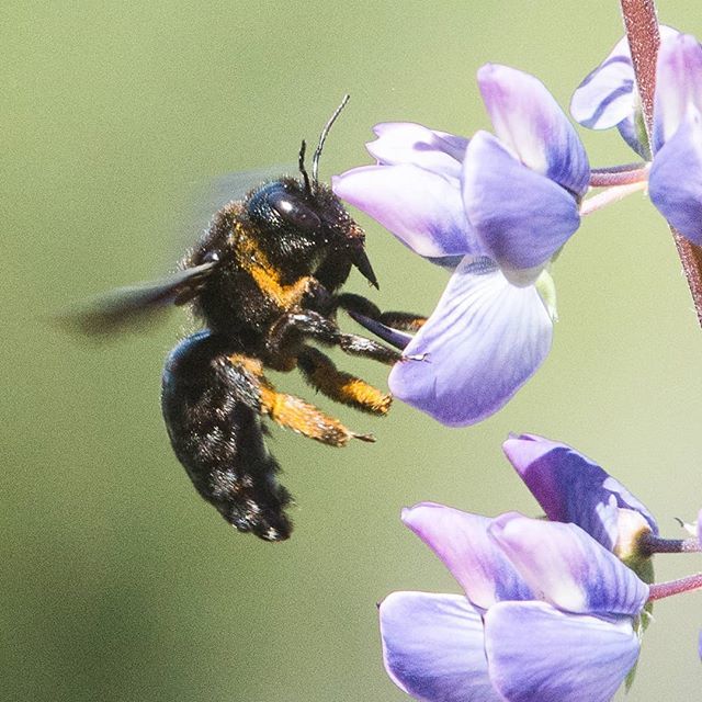 Angietchiptchip's tweet photo. Elle est imposante la grande abeille charpentiere #insecte #abeille #abeillecharpentière #vol #fleur #nikond610 #sigma100400mm #Suisse https://t.co/3QDLAsi8lT https://t.co/8cL4bWi9Pq