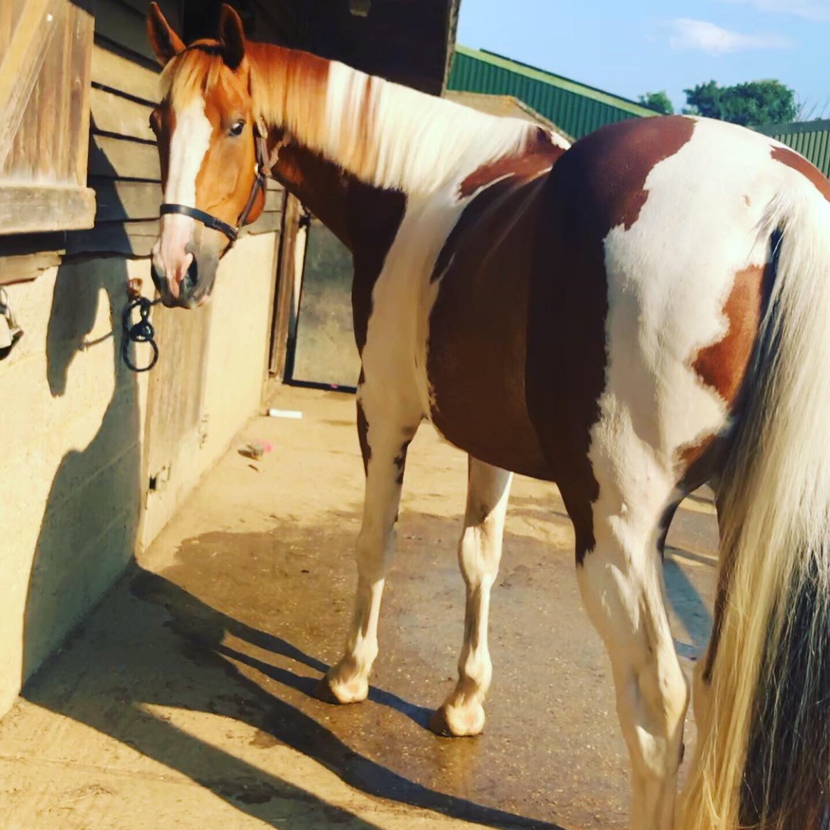 FosseyChristie's tweet photo. He has the best life 😍#bythesea #lighthouseview #acres&acres https://t.co/NaFI75rABO