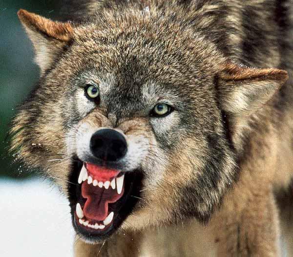 WashingtonSRC's tweet photo. Via @seattletimes - Northeast Washington ranchers get some much-needed help in dealing with wolves that prey on cattle. https://t.co/eziNCA5FfL #waleg #wolfmanagement @wacattle @WACattlemen @WAFarmBureau https://t.co/0heqwhUVY7