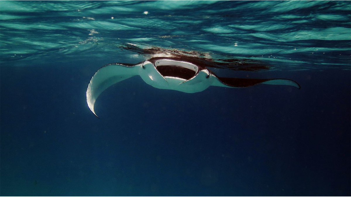Watch: Huge manta ray appears to ask snorkelers for help: 2wsb.tv/2ScFtJm