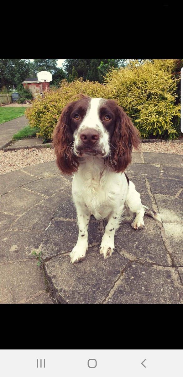 PSOSDogs's tweet image. Happy 1st Birthday to #TPDRocky
He's doing well in his training and learning from his big brothers #PDBuck and #PDMac
#BirthdayBoy 🎁🎉🎈
#PoliceDogsOfTwitter