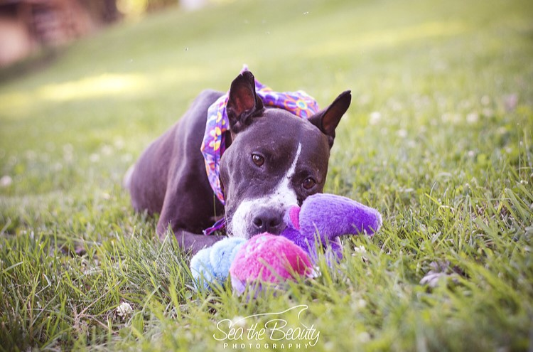Heidi from @speranza_rescue_pa is a total sweetheart and she can't wait to meet you tomorrow, July 13, at #PawjectRunway! Catch her and the rest of our four-legged friends from Speranza, <a href="/HumaneHBG/">Humane Society HBG</a>, and @PABoxerRescue on the runway starting at noon. 🐾🐾🐾