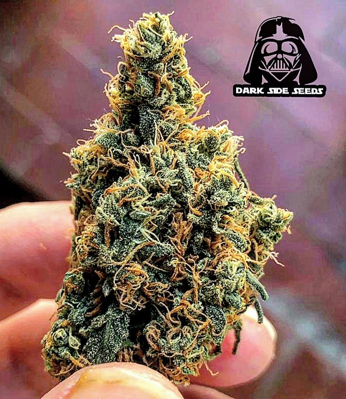 DarkSideSeeds's tweet photo. On my way https://t.co/RGtRniD6VR