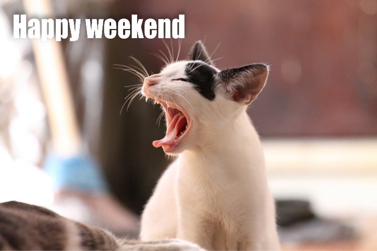 SNWshop's tweet photo. Happy weekend...🐱🐾🐾https://t.co/CSiJ1eSMlL #spielzeug #weekend #kado #cadeau #beautiful #geschenk #geschenke #geschenkpaket #geschenkpakket #babyshower #babyshowergift #babyshowercadeau #gift #presents #babygiftbox #babygift #babygiftideas #chocolatepackage #beautygeschenkset https://t.co/bmoo7va0JN