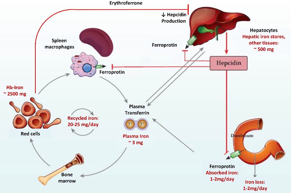 Обмен железа в печени. Гепсидин ферропортин. Гепсидин анемия. Гепсидин функции. Гормон гепсидин.