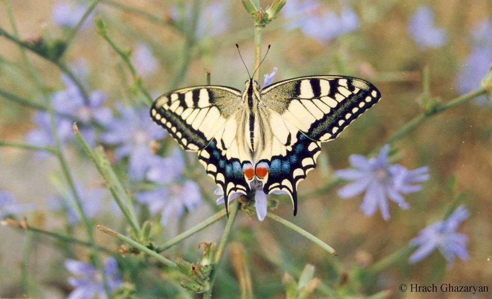 armenia_explore's tweet photo. #butterfly_Swallowtail #Papilio_machaon #Entomological_tours #Invertebrates_of_Armenia #birds #wildbirds #birdwatching #birding #birdwatchers #birdingphotography #birdinginarmenia #birds_of_Armenia #rare_species #wildtourism #ecotourism #wildnature #birdlovers https://t.co/DMcQy623jS