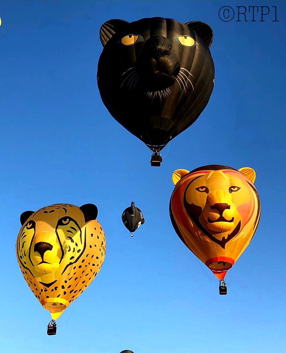 XBallooning's tweet photo. Our #SkySafari cats have been making headlines and National TV today flying at the European Balloon Festival! Dubbed the 'Animal Festival' #RogerThePanther1, #Duma, #Adelaide and #Simbaloo are catching everyone's attention! @Ebf_Igualada @Longleat
📷: #RogerThePanther1 https://t.co/Pqama2Nu1F
