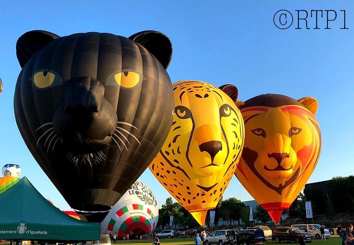 XBallooning's tweet photo. Our #SkySafari cats have been making headlines and National TV today flying at the European Balloon Festival! Dubbed the 'Animal Festival' #RogerThePanther1, #Duma, #Adelaide and #Simbaloo are catching everyone's attention! @Ebf_Igualada @Longleat
📷: #RogerThePanther1 https://t.co/Pqama2Nu1F