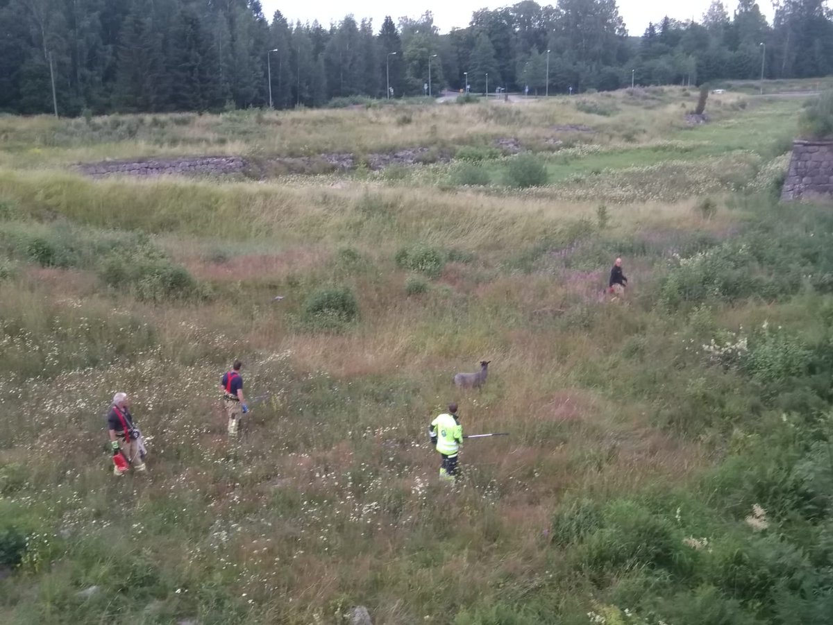 kymenpelastus's tweet photo. Lammas tippui alas valleilta Kotkan Kyminlinnassa eikä päässyt enää laumansa luokse. Pelastuslaitoksen cowboy-yksiköt saivat vastahakoisen lampaan kiinni muutaman tunnin kestäneen kiinnioton jälkeen ja lammas palautettiin laumansa luokse vallitunnelin kautta https://t.co/glnecCMHMn