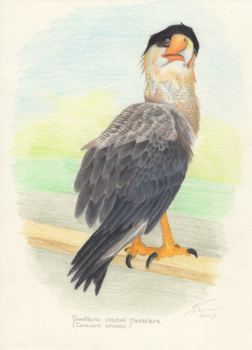 グリフィンの翼 久しぶりにリアル系イラストを 掛川花鳥園のカンムリカラカラのグリフォン君描いてみました ずっと描こうと思って放置していた グリフィンの翼 久しぶりにリアル系イラストを 掛川花鳥園のカンムリカラカラのグリフォン君描いてみました ずっと描こうと思って放置していた