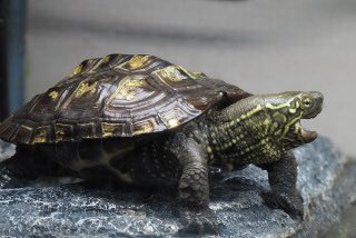 تويتر Green Pepper على تويتر Mihhohchang1970 クサガメとミドリガメの違い ミドリガメ は顔に赤いラインが有って手にも黄色の縦縞が有るんですね 違いが分からなかったので検索しました 性格は穏やかな方がいいですよね 勉強になりました T Co