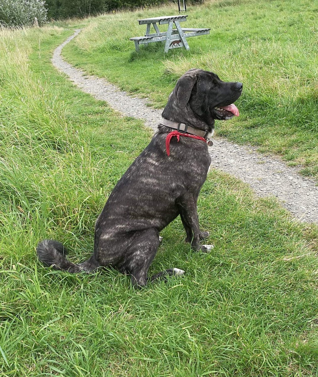 **#MISSING DOG**
LARGE black dog called BEAR #missing in #Saltburn. If anyone has seen him please call 07827665090
Please retweet  this post ty 
#NorthYorkshire 💔💔💔
