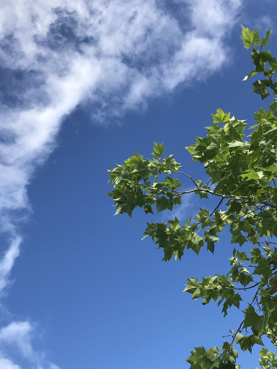 TKame321's tweet photo. ��散歩。
今日はいい天気で気持ちいい。
頑張ろう。 https://t.co/MwK0BIMWdB