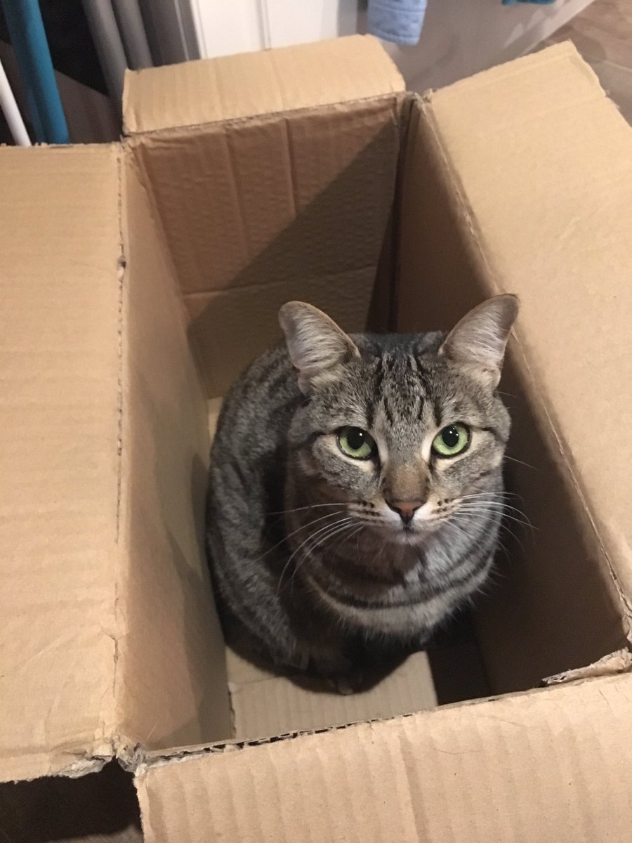 WednesdayAndNik's tweet photo. This is our cousin Cheshie celepurrating #FridayNightBoxPawty. #CatsOfTwitter #TabbiesOfTwitter #FridayFeeling #Furiday #CaturdayEve #CatsInBoxes #BestBoxEver ๐ฆ ๐พ ๐ป ๐ https://t.co/jPPMskWKMy