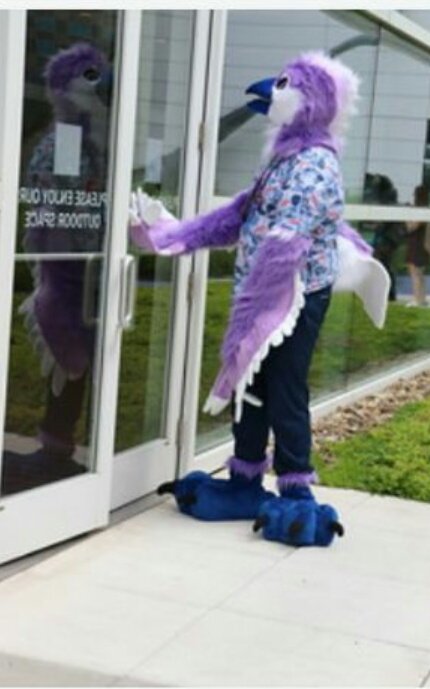 SakkiiJay's tweet photo. Birds can't see glass therefore glass is Evil!!! 
#FursuitFriday https://t.co/MBUjRVUrlf