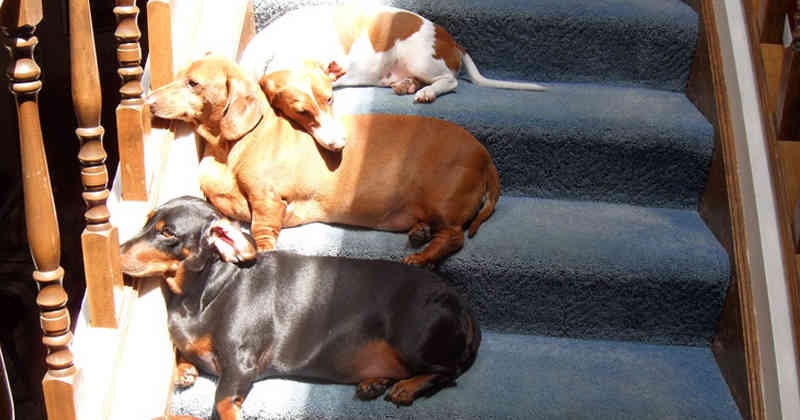 EddyWarman's tweet photo. Los #perros pueden #broncearse si están expuestos al sol durante mucho tiempo, sin embargo esto no es muy fácil de ver. Su piel tiene una estructura similar a la de los humanos, y poseen células sensitivas a la luz que producen melanina, un tipo de pigmento.
Vía Quo https://t.co/MBghs3qphQ