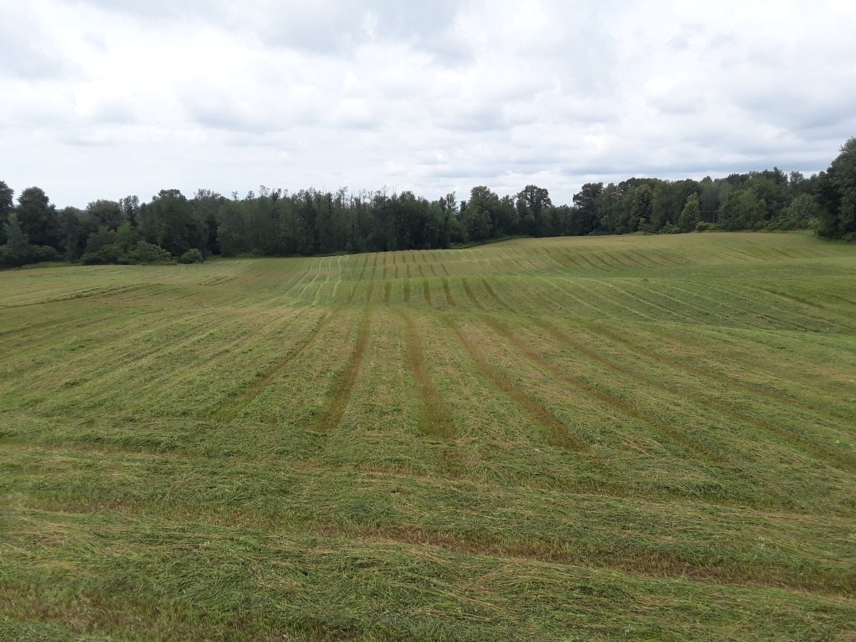 JeffreyLRichar2's tweet photo. #funagfact July 1st cut hay looks so much better after its mowed, then it does before mowing. 🙄 @HoosierHayFarm @dan_zeh @LCMikeVan https://t.co/NVn0CnhKtd