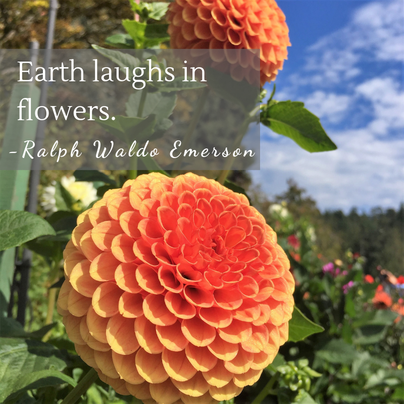 RoamingandW's tweet photo. This is why beautiful flowers make me happy!  This picture is from Butchart Gardens in Victoria, a must see destination for the garden enthusiast.
#butchartgardents #fridayflowers #beautifulbc #roamingandwandering https://t.co/NPW1YhJ7cx