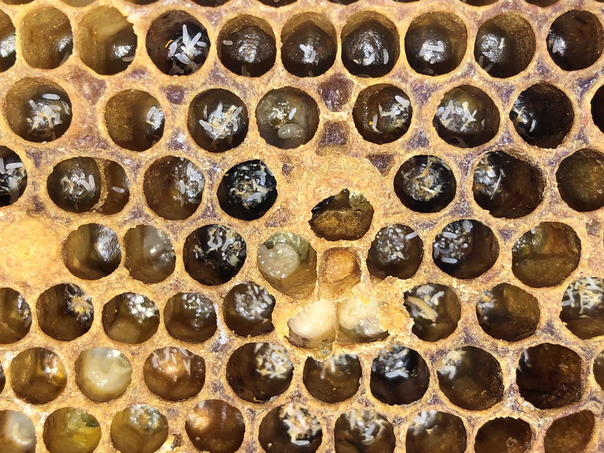 Insect_Sciences's tweet photo. This is what a #queenless colony look like. All those eggs were laid by laying workers. https://t.co/nl4NAZTp6N