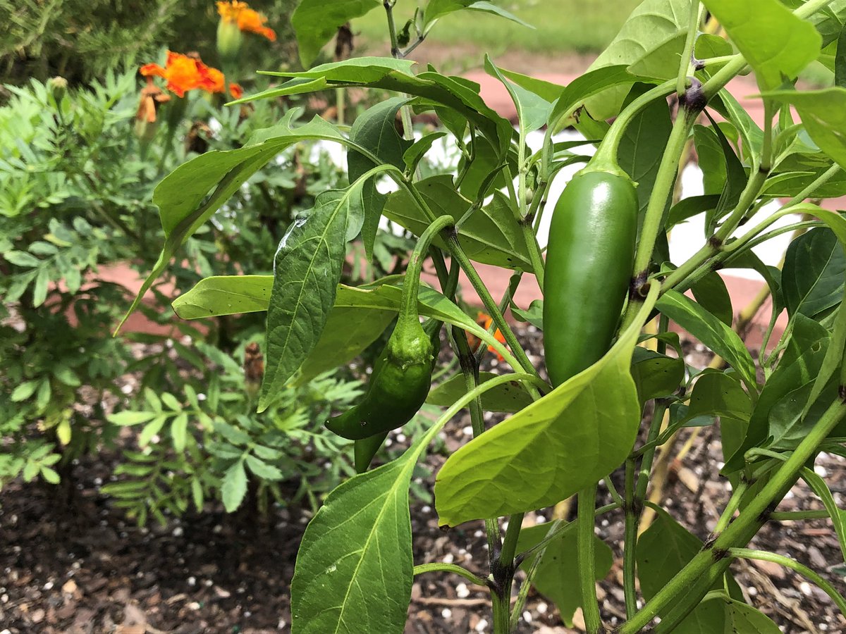 Kim Ellison (@ellisonpride) on Twitter photo Pumpkins, watermelons, and jalapeños... oh my! <a href="/PowhatanES/">Powhatan Elementary</a> #WeArePowhatan #schoolgardens Pumpkins, watermelons, and jalapeños... oh my! <a href="/PowhatanES/">Powhatan Elementary</a> #WeArePowhatan #schoolgardens