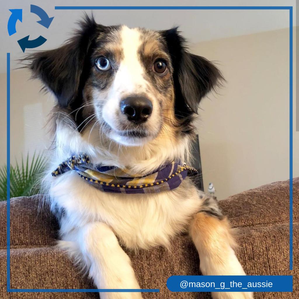 NationwidePet's tweet photo. Eyes love you. Share your different colored eye pet using #OnYourSideMoments in honor of #NationalDifferentColoredEyeDay #NationwidePet #PetsofNW https://t.co/gorLK6FOkA