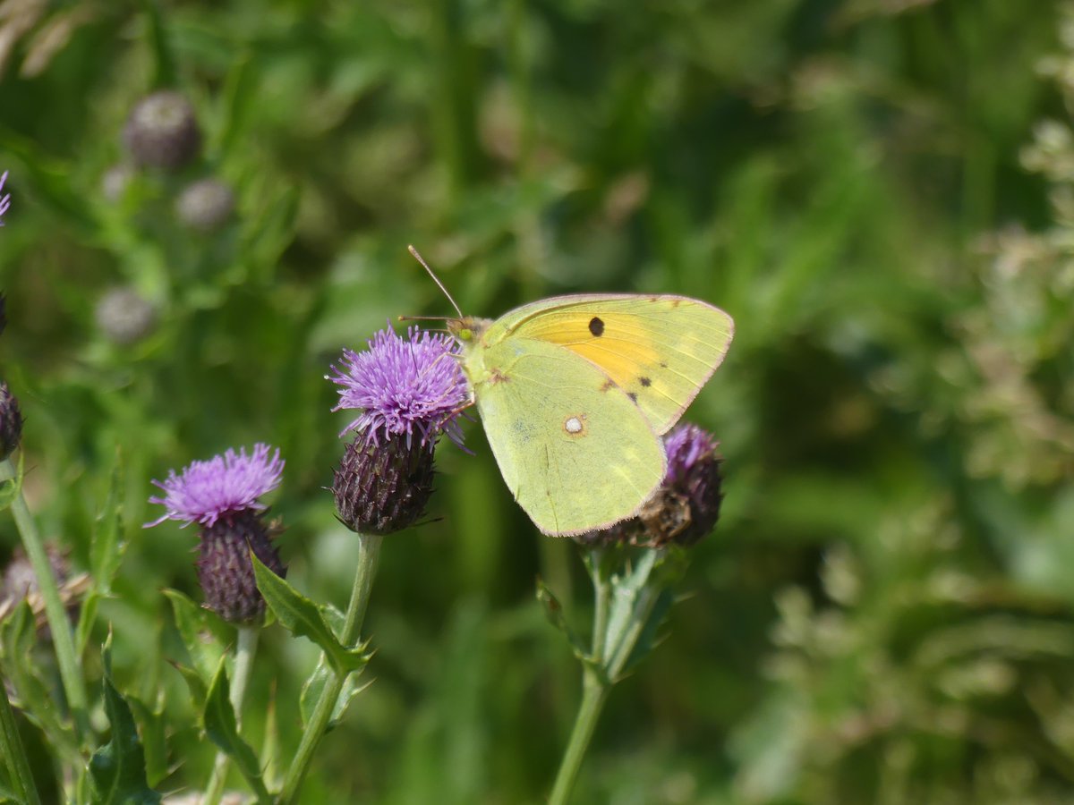 Clouded Yellow at Craigend Hill, Erskine, early afternoon today. 1st one I've ever seen in the UK! @BC_SWScotland @BC_Scotland @MigrantMothUK