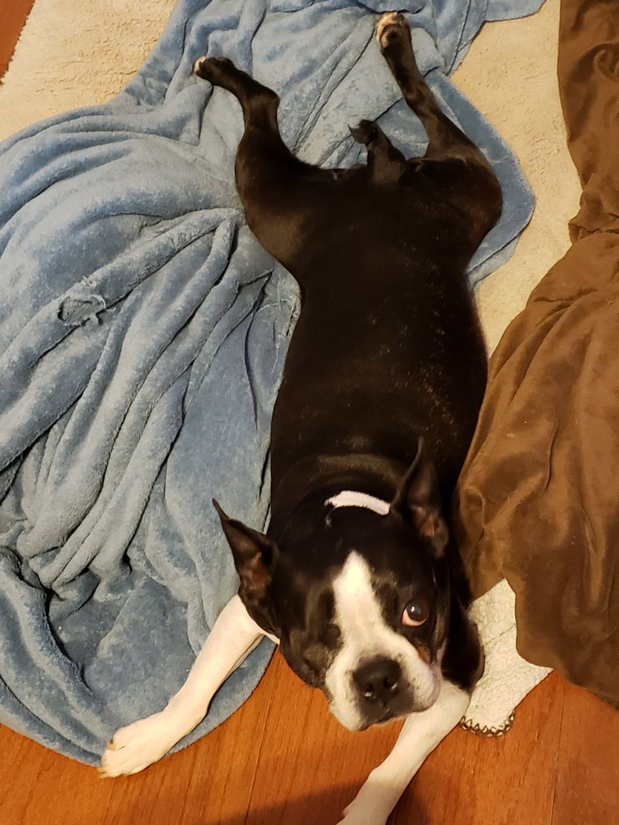 OneEyedBug's tweet photo. This stretchy #yogapose really works for me. Not sure what it's called but my thighs look #Amaahzing #FrogLegs #BostonTerrier #Zen #OneEyedBug https://t.co/L0AWNmnqsI