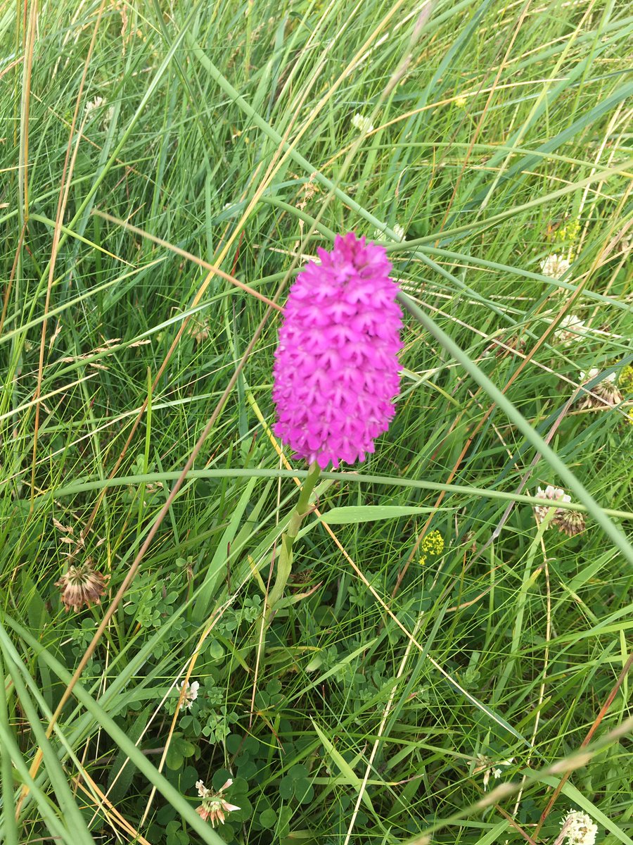 MPM76's tweet photo. Wild flowers #Donegal #fivefingerstrand https://t.co/46oG0fdYjF