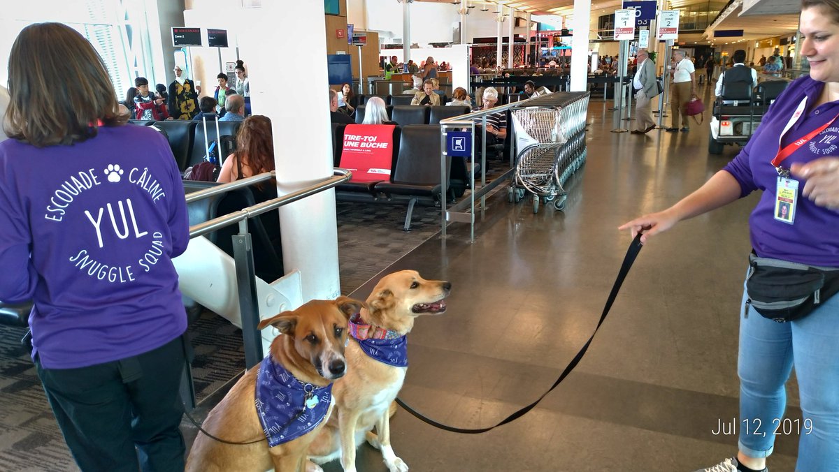 arthiak_ssc's tweet photo. I was not kidding! Here are two of the @yulaeroport #yulmoments "Snuggle Squad" puppies to help calm anxious passengers! Excellent idea. Thank you for this service #herrang2019 6/n https://t.co/UES5OqKt3f