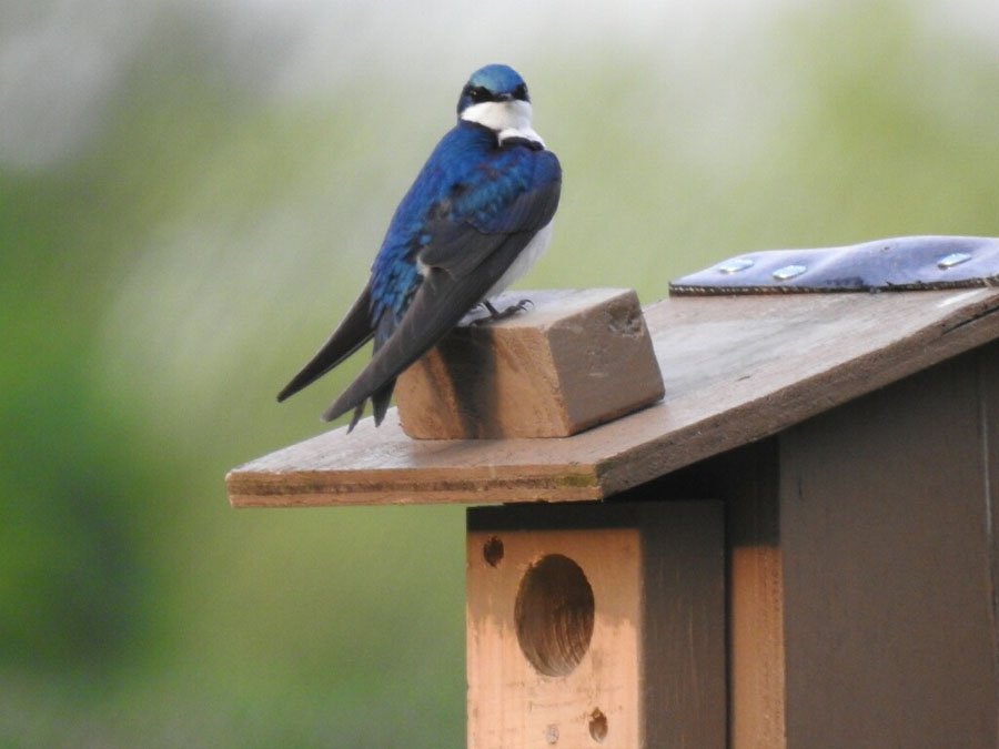 GolfFairfax's tweet photo. Pinecrest Golf Course will re-open for the weekend! Enjoy this beautiful @AudubonIntl recognized 9-hole course for #environmentstewardship and #MonarchsInTheRough recognized for #pollinators #milkweed #birds #butterflies #caterpillars #bees #vaisforgolfers https://t.co/FHhvxvU53i https://t.co/bGA5TKuFLR