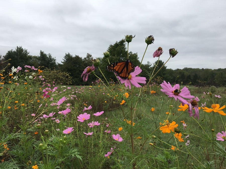 GolfFairfax's tweet photo. Pinecrest Golf Course will re-open for the weekend! Enjoy this beautiful @AudubonIntl recognized 9-hole course for #environmentstewardship and #MonarchsInTheRough recognized for #pollinators #milkweed #birds #butterflies #caterpillars #bees #vaisforgolfers https://t.co/FHhvxvU53i https://t.co/bGA5TKuFLR