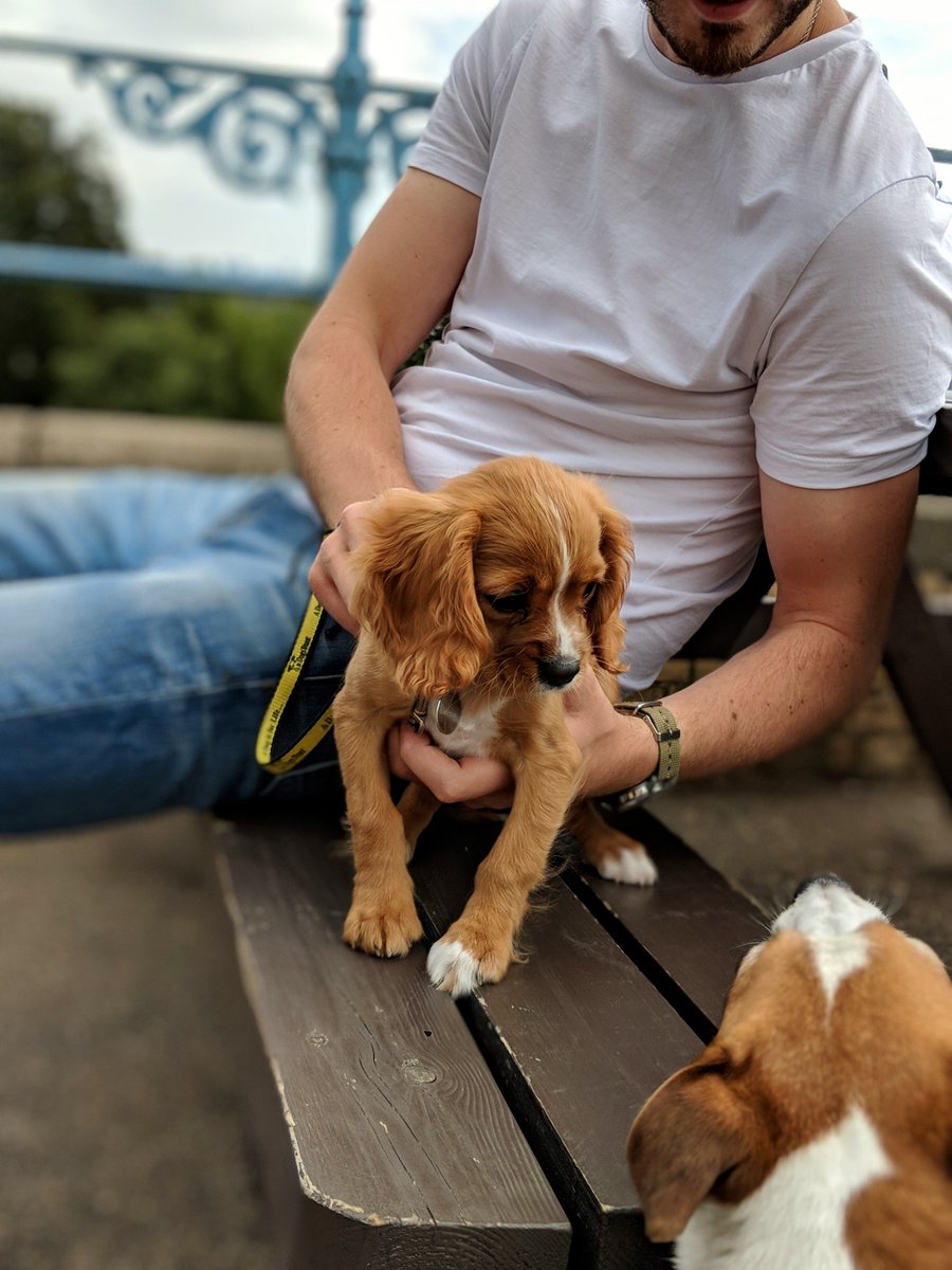 Kobi has been getting too comfortable being the centre of attention. So let's share the spotlight with Kobi's followers.

DM your favourite shot/video of your pet and we will select &amp; shout you out. Let's make Kobi a bit jealous 😏

_________________
#dogowner #dog