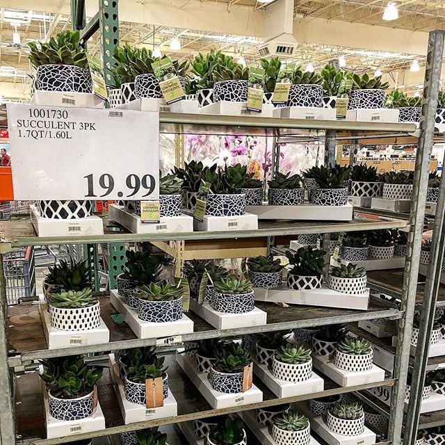 These 3 pack #succulents are such a killer deal! Only $19.99 and the  vase/pots are so cute! #costcodeals #costco *price and availability may  vary these were found in nw region! #succulent makes