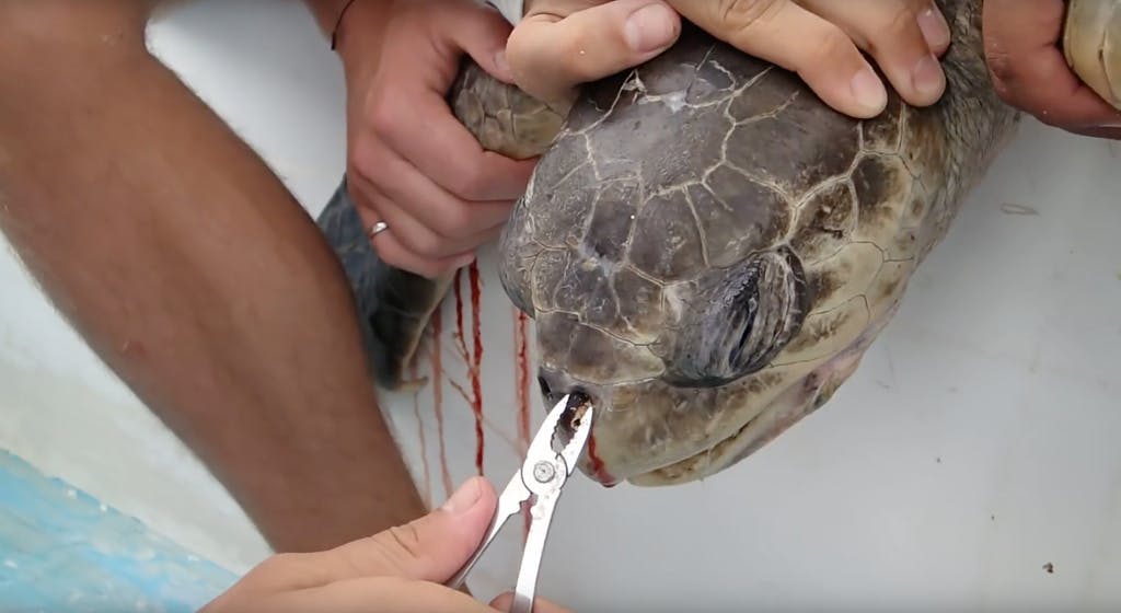 beattheplastic's tweet photo. More Than Half of the world's Sea Turtles have ingested some plastic or human trash, according to a University of Queensland study. #turtles #oceanplastic #WarOnPlastic #zerowaste #plasticpollution #green #sustainable #ocean #reusable #saynotoplastic #PlasticFreeJuly #plasticfree https://t.co/Te7LuBlFRL
