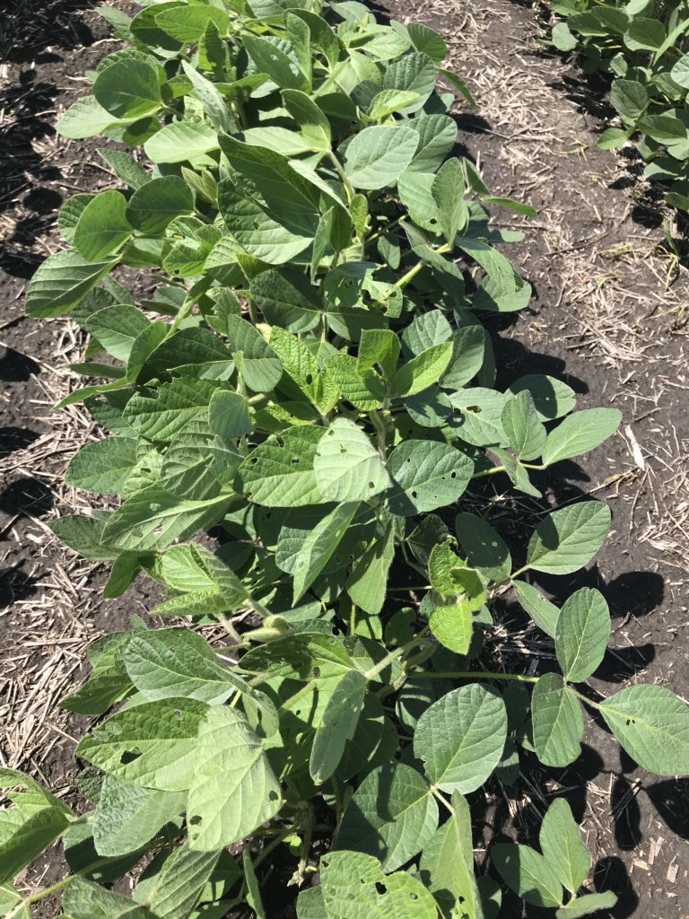 It has been a decade since noticeable numbers of green cloverworm have been in the area. Keep in mind economic threshold of 20% defoliation during bloom and pod fill in soybeans.  Difficult threshold to reach with new trifoliates rapidly emerging.
