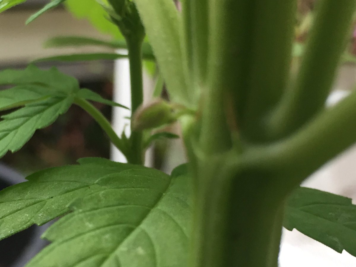 TheaBaltus's tweet photo. @royalqueenseeds Can i put my growing pains here? Royal Cheese automatic seems to turn out to be a hermaphrodite, or is he/she a transgender? https://t.co/AhGgri02ik
