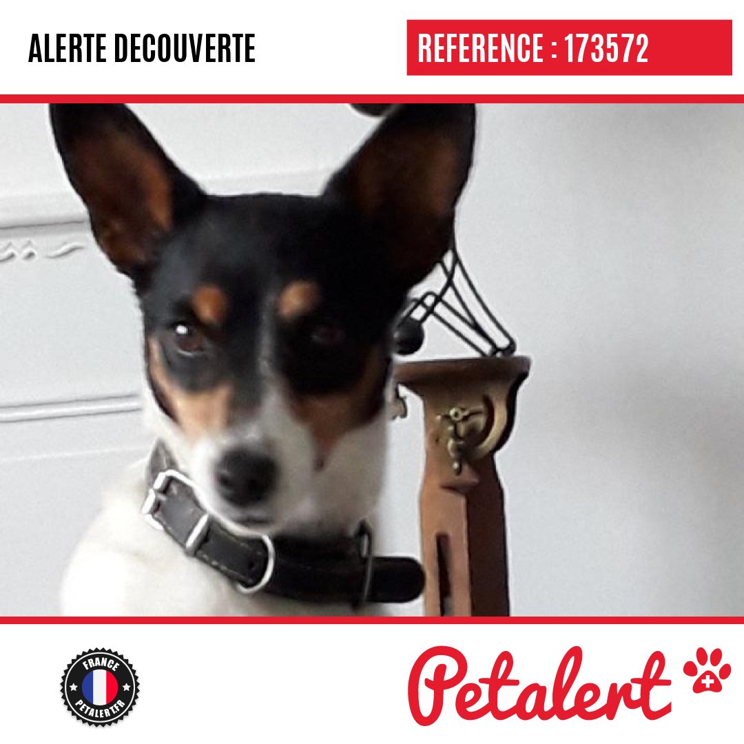 petalert_france's tweet photo. Trouvé #Chien #Nord #Strazeele #Petalert  #PetAlert59 / https://t.co/9RFrufTLiW https://t.co/Jnp0DFa90v