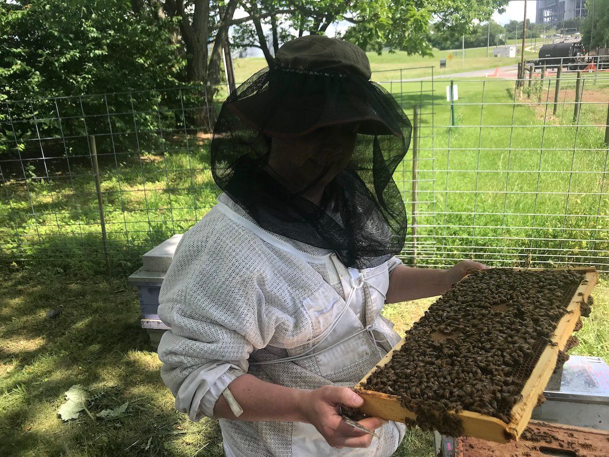 Technical_ly's tweet image. #Beetech: Azavea and Penn State made a tool to see ‘bee’s eye view’ of hive environments bit.ly/2YSFWmm