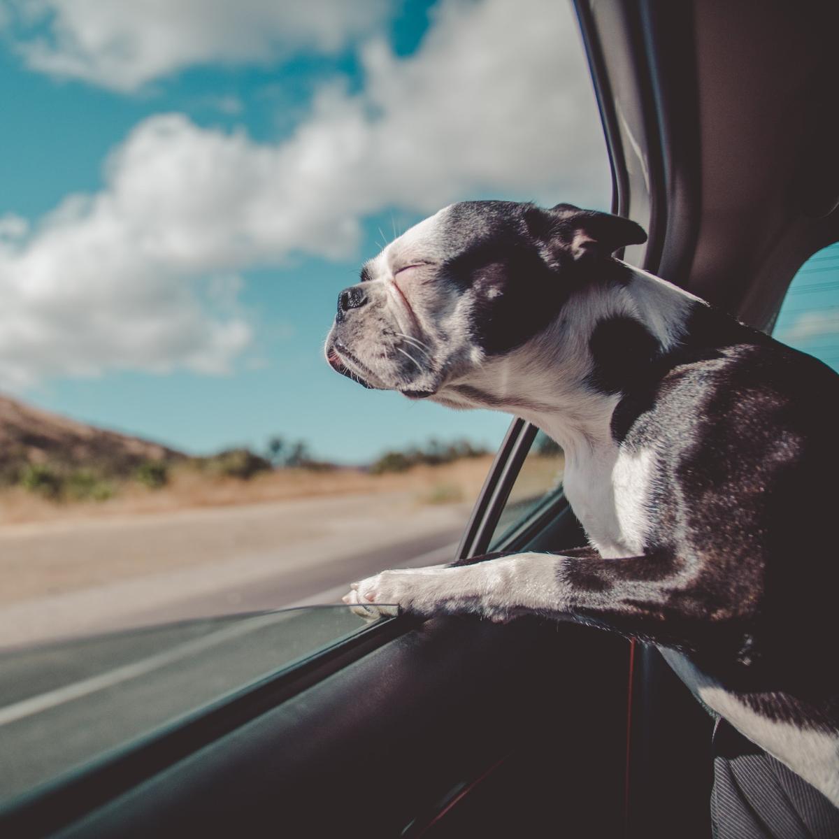 HodgesSubaru's tweet photo. Getting a Subaru means keeping your whole family safe. https://t.co/F1MUwgBHFK