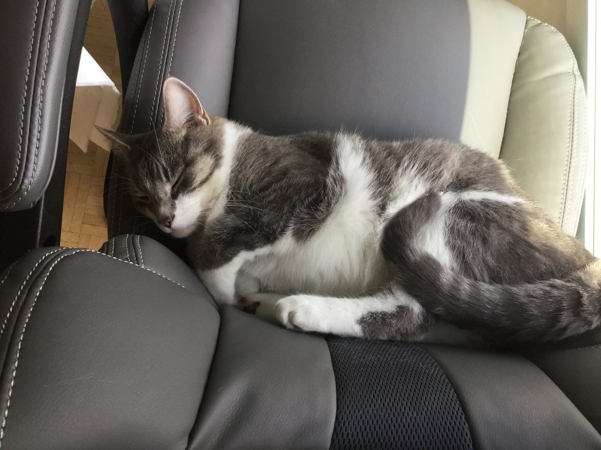 Oatuling's tweet image. ⁦@marshallsheldon⁩ I think Kitty is good Waldo says hi to your sweet girls